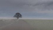 MARK ELLIS - misty oak tree